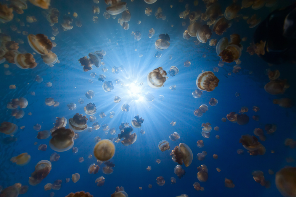 Medusas amarillas en el lago de las Medusas