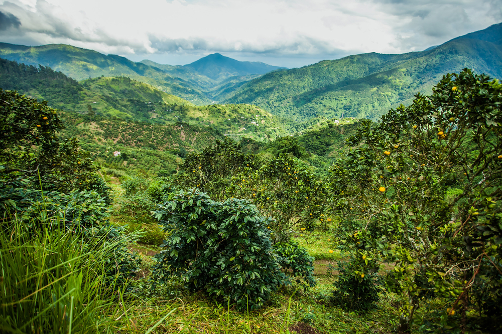 Montañas Azules en Jamaica