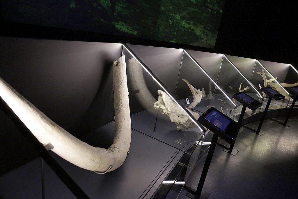 Fósiles en el Museo de San Isidro deMadrid