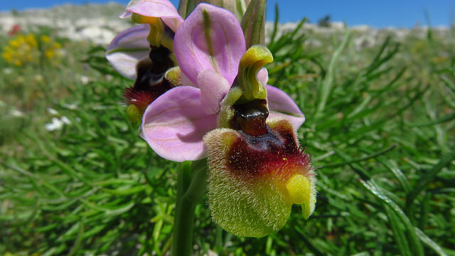 Orquidea salvaje en Gargano