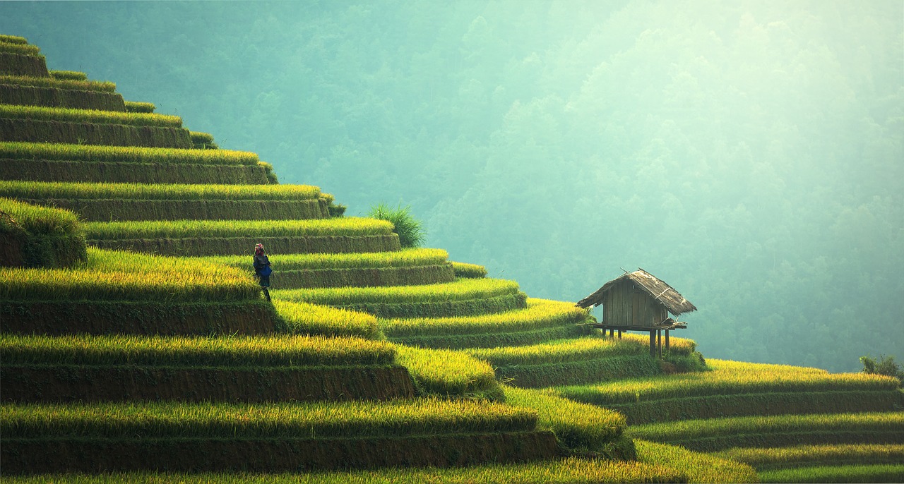 Plantación de arroz en Bali