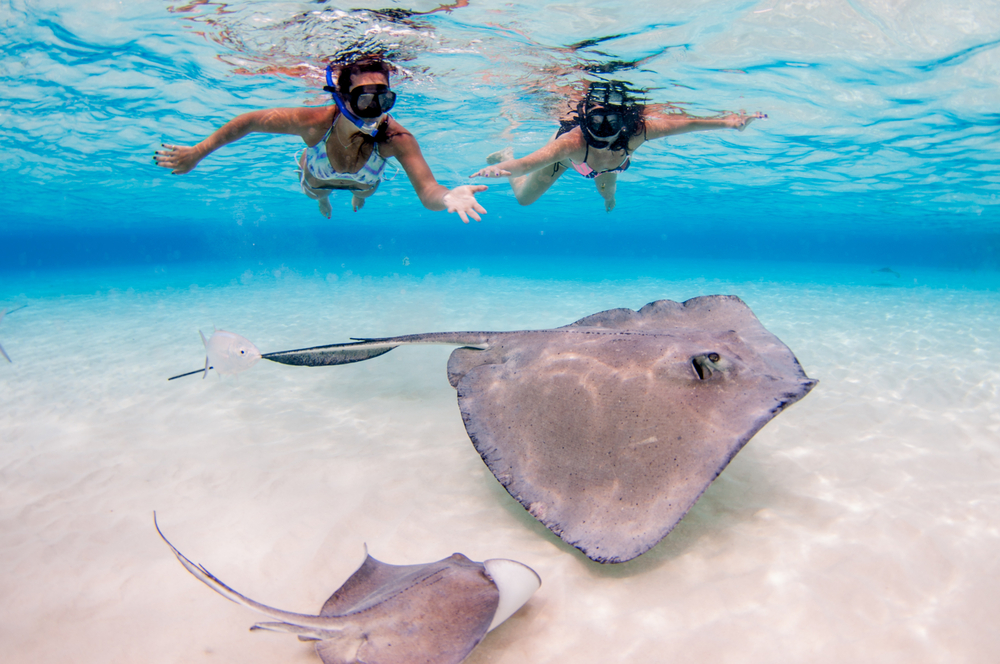 Mantas raya en Stingray City en islas Caimán