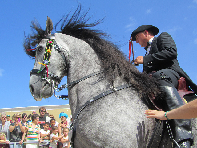 Caballo en la fiesta de Sant Joan en Ciutadella