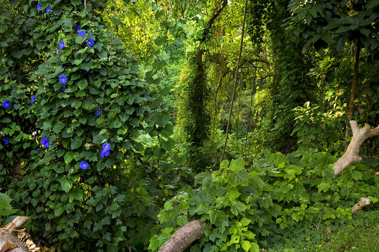 Selva en Uganda