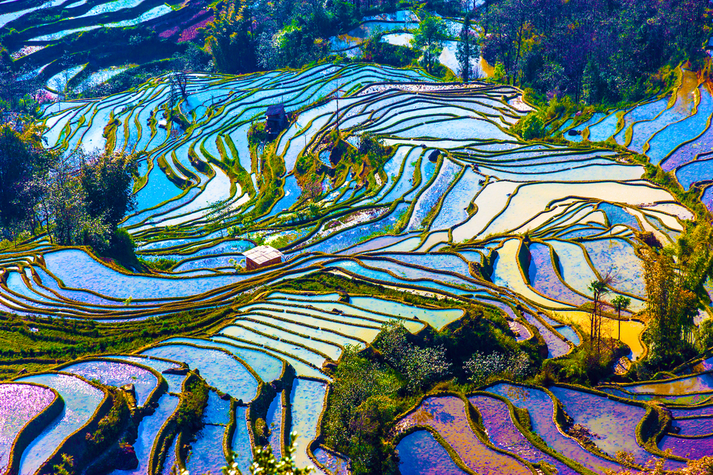 Terrazas de arroz de Yuanyang 