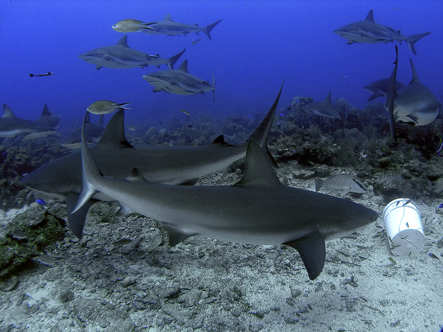 Tiburones en los arrecifes de Roatán