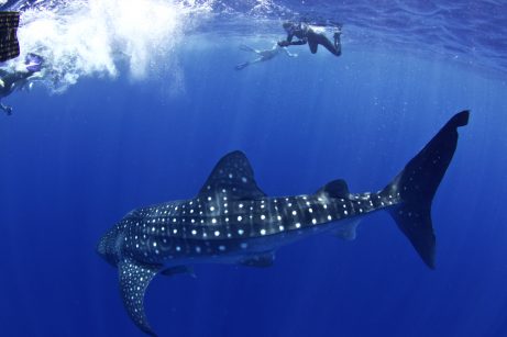 Submarinista y tiburón en Útila