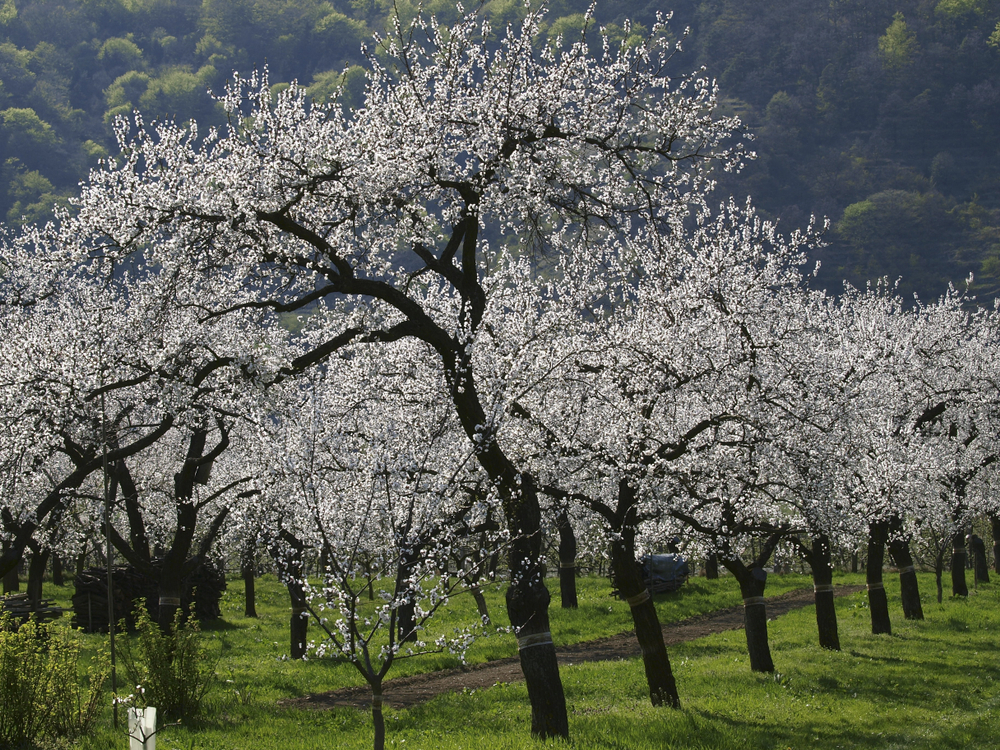 Wachau en Austria