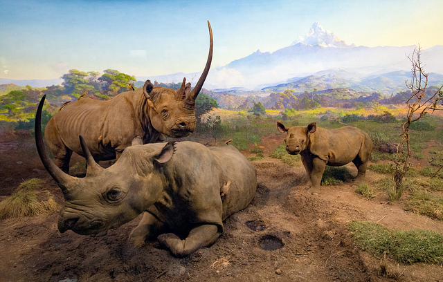 Animales africanos en el Museum of Natural History