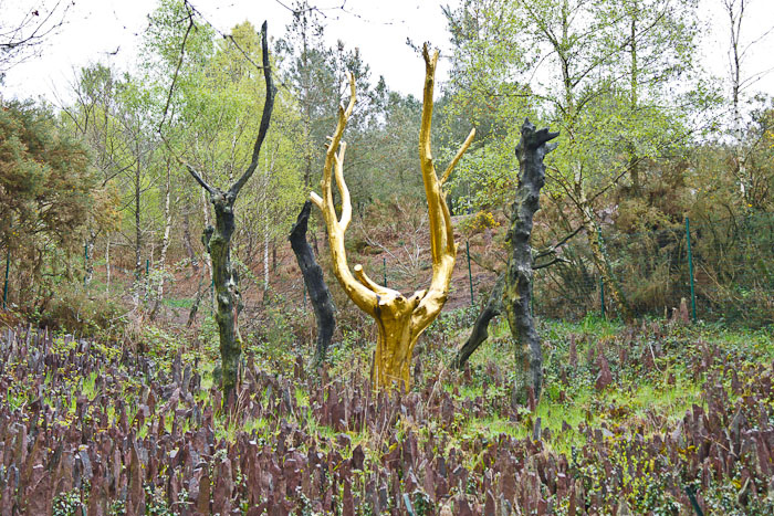 Bosque de Broceliande