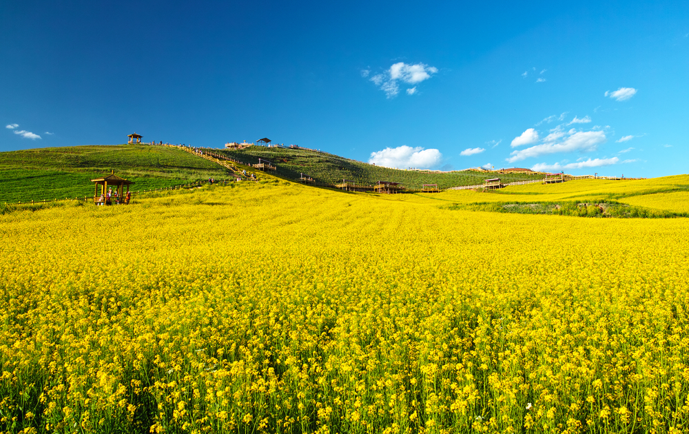 Campo de canola en China