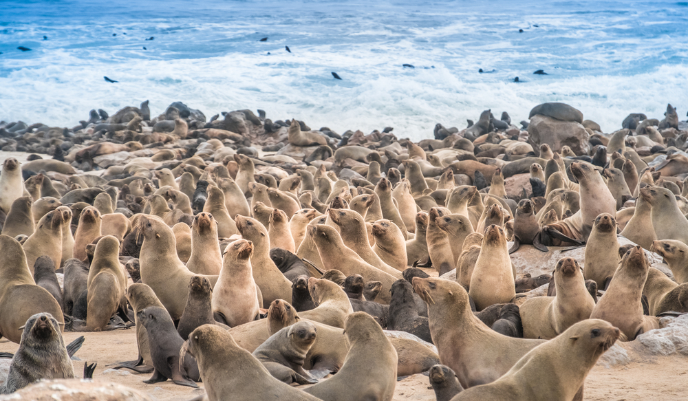Lobos marinos en Cape Cross en Namibia