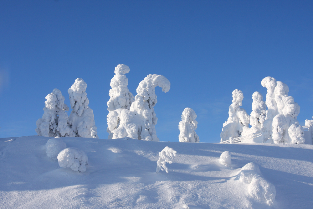 Descubre los fascinantes centinelas del Ártico en Laponia - Mi Viaje