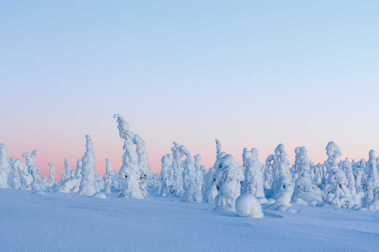Descubre los fascinantes centinelas del Ártico en Laponia