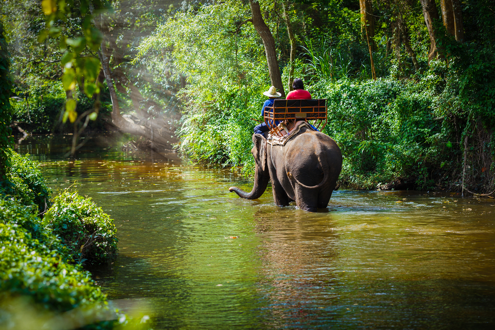 Selva en Chiang Mai