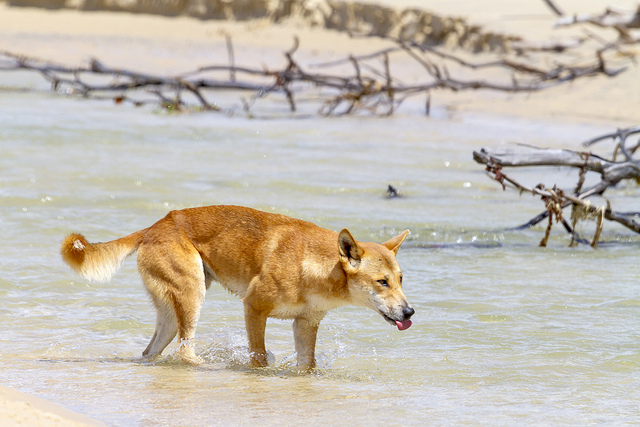 Dingo en Fraser Island