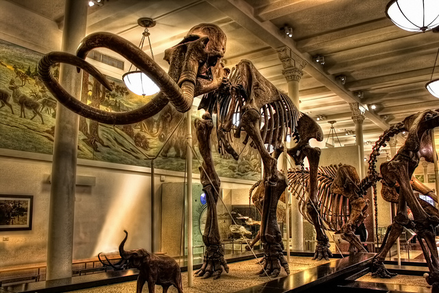 Colección de animales en el Museum of Natural History de Nueva York