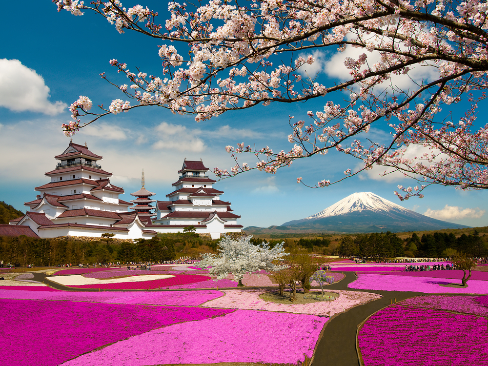 Fuji Shibazakura, uno de los campos de flores más bonitos