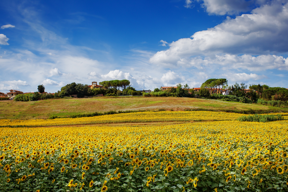 Campo de girasoles en la Toscana