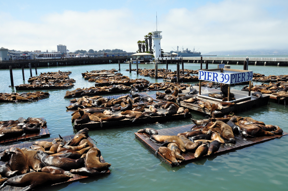 Leones marinos en el muelle 39