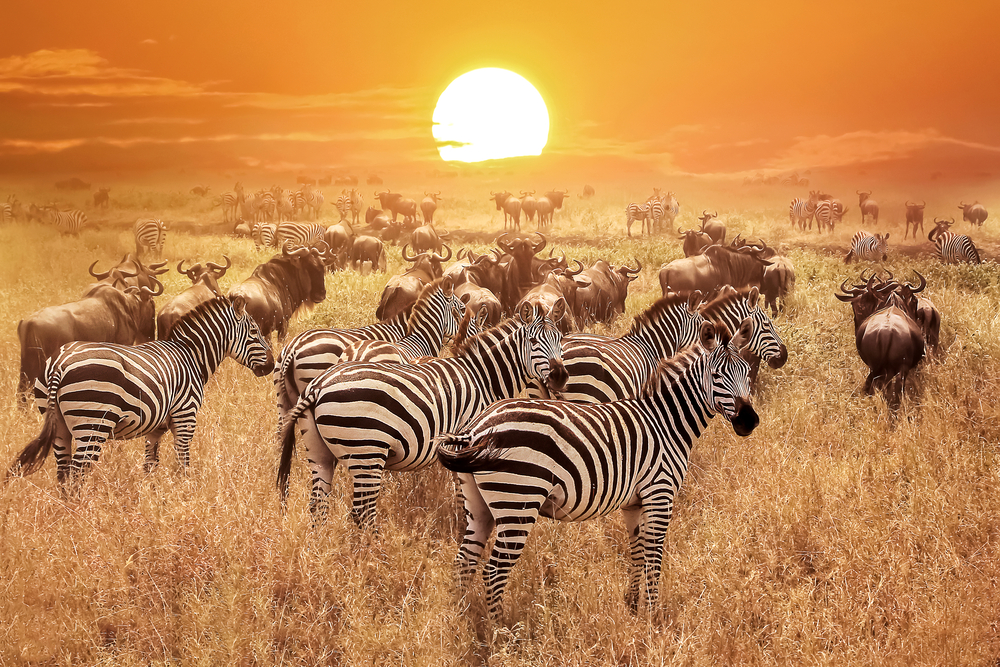 Cebras en el Parque Nacional del Serengeti