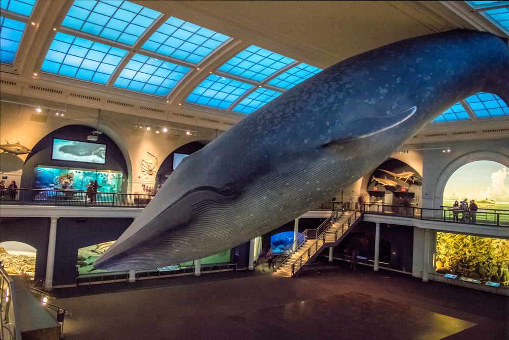 Ocean Hall en el Museum of Natural History