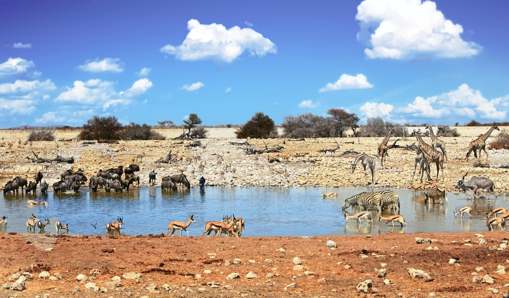 Parque Nacional Etosha en Namibia