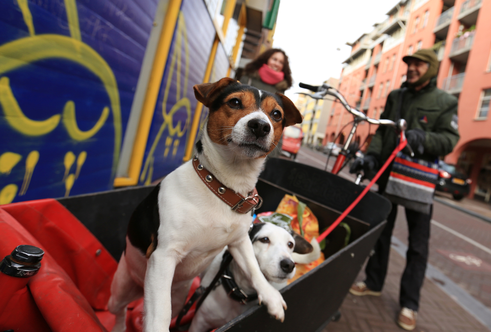 Perros en una bicicleta en Ámsterdam