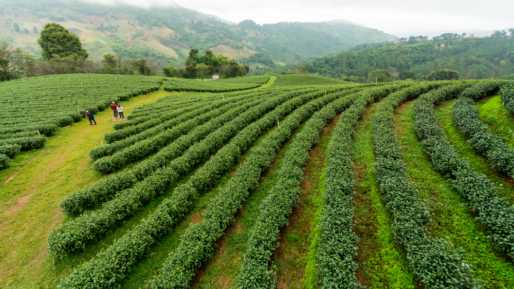 Plantación de té en Mae Salong
