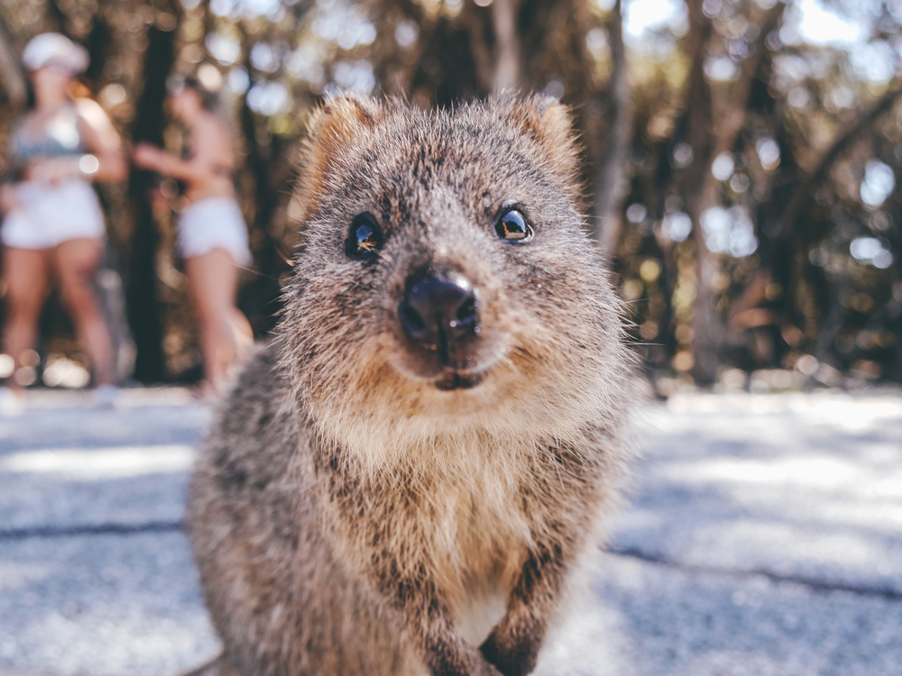 Quokka en Rottnes Island