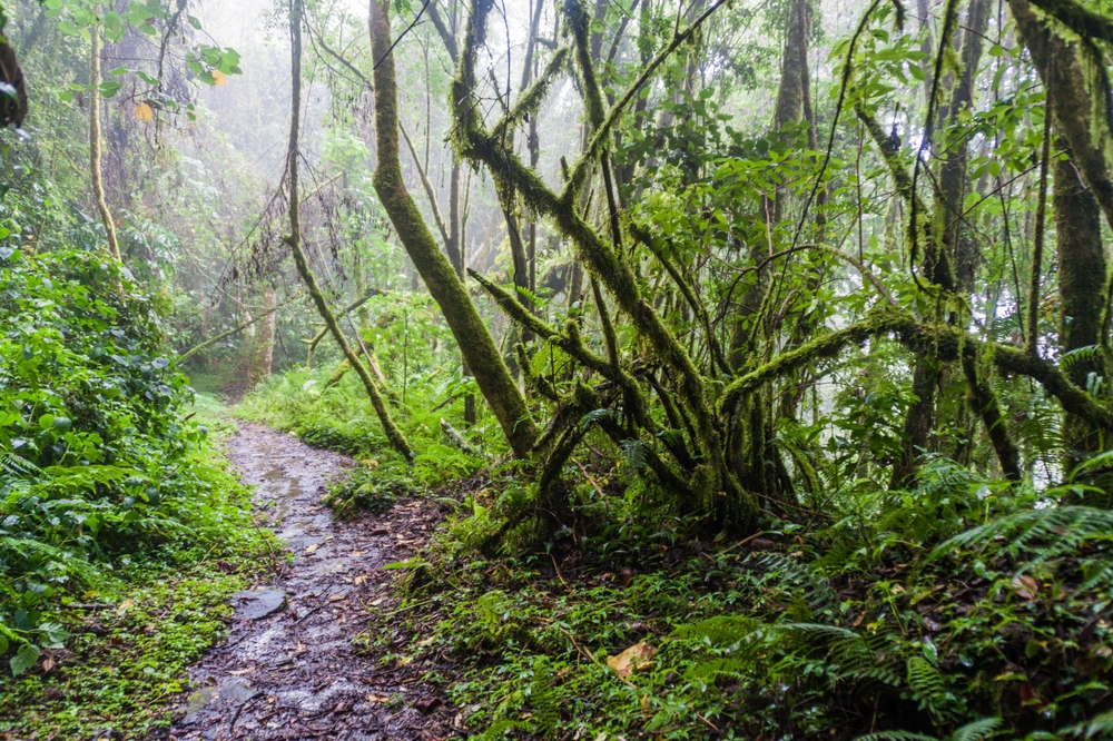 Sendero de Los Quetzales en el volcán Barú