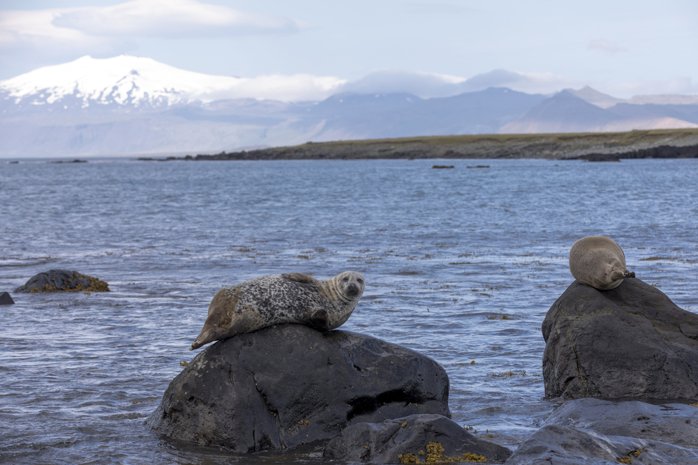Focas en Ytri Tunga