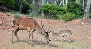 Animales en el parque de la sierra de Cazorla