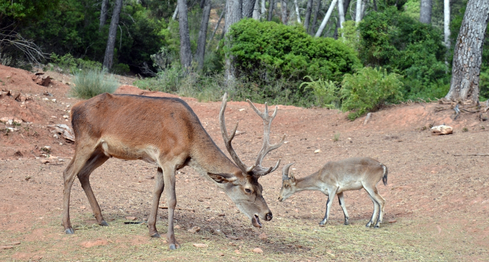 Animales en el parque de la sierra de Cazorla