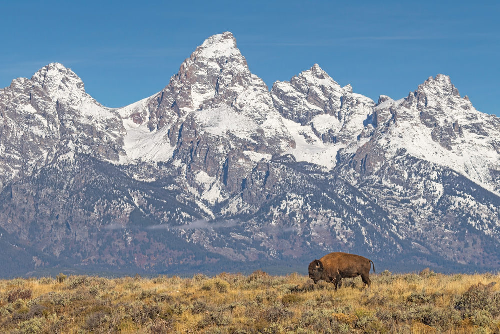 Bisonte en el Parque Nacional Grand Teton