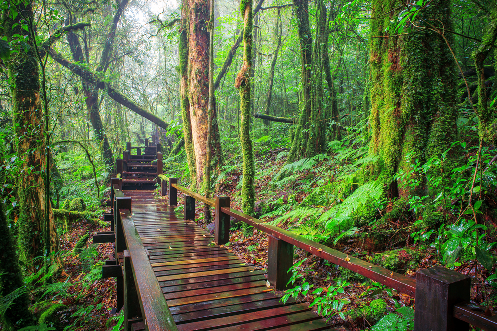 Bosque en Doi Inthanon
