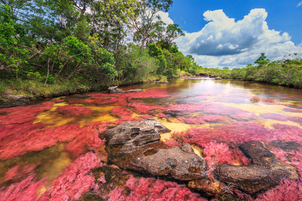 Colores de Caño Cristales