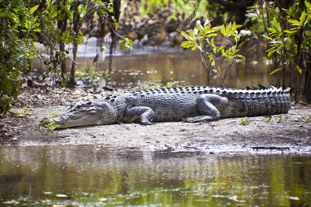 Cocodrilo en el Parque Nacional Kakadu