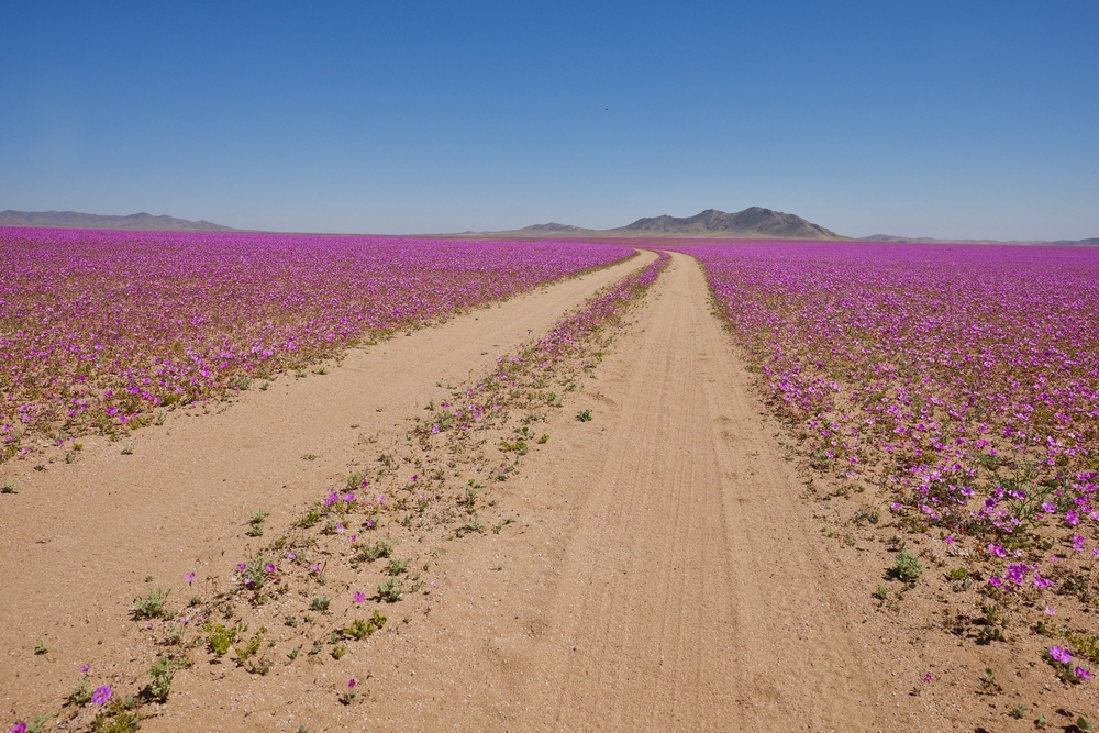 Desierto florido en Atacama