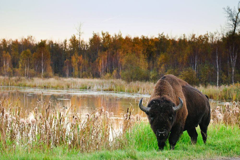 Parque Nacional Elk Island en Alberta