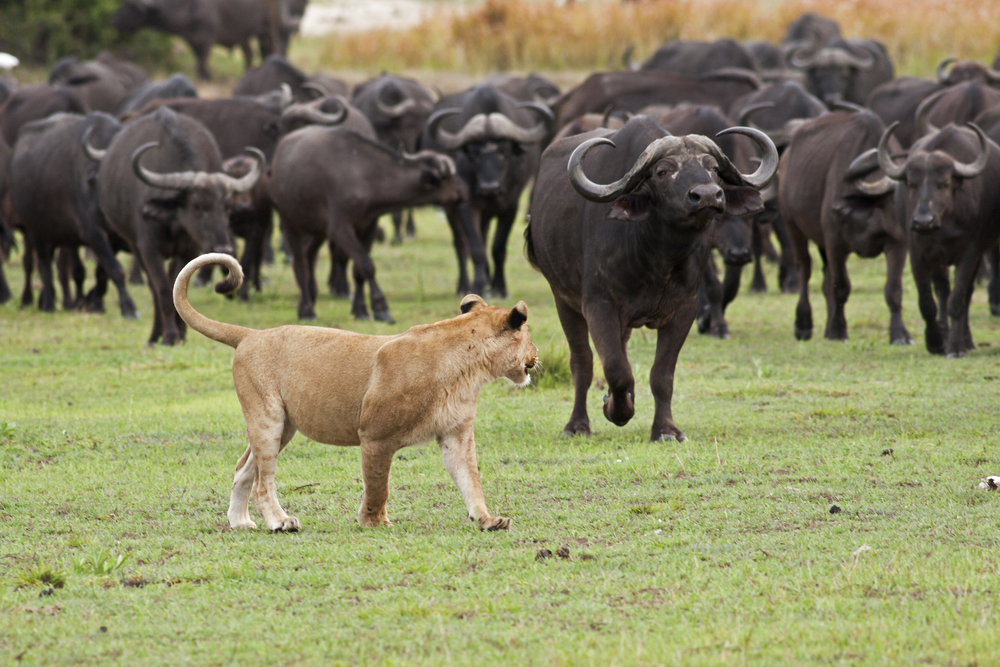 Fauna africana en Botsuana