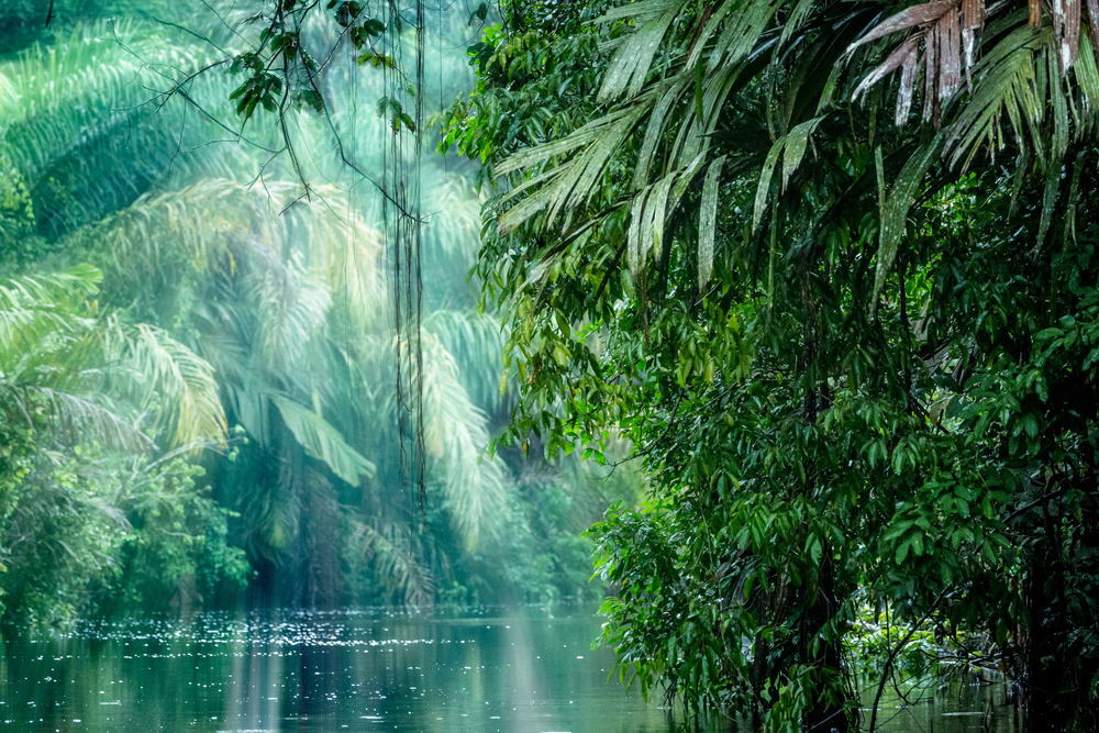 Parque Nacional Tortuguero en Costa Rica