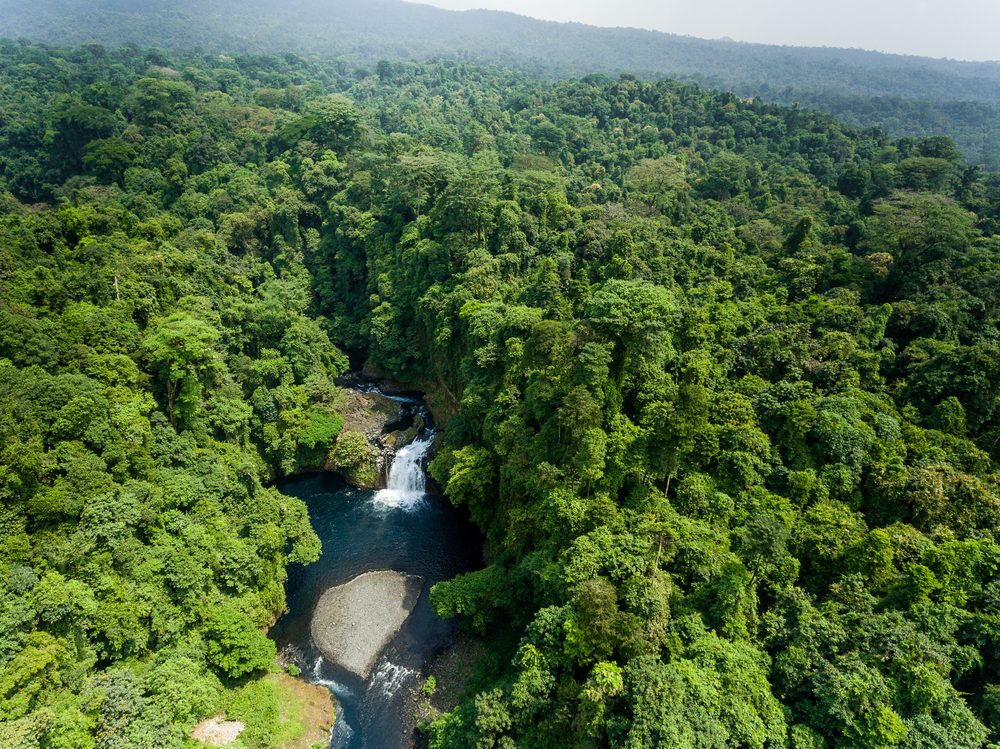 Selva en Guinea Ecuatorial