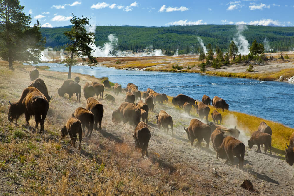 Bisontes en Yellowstone