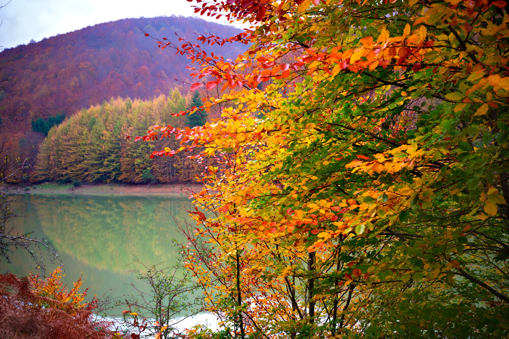 Selva de Irati en otoño