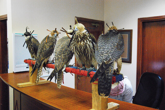 Falcon Hospital en Abu Dabi