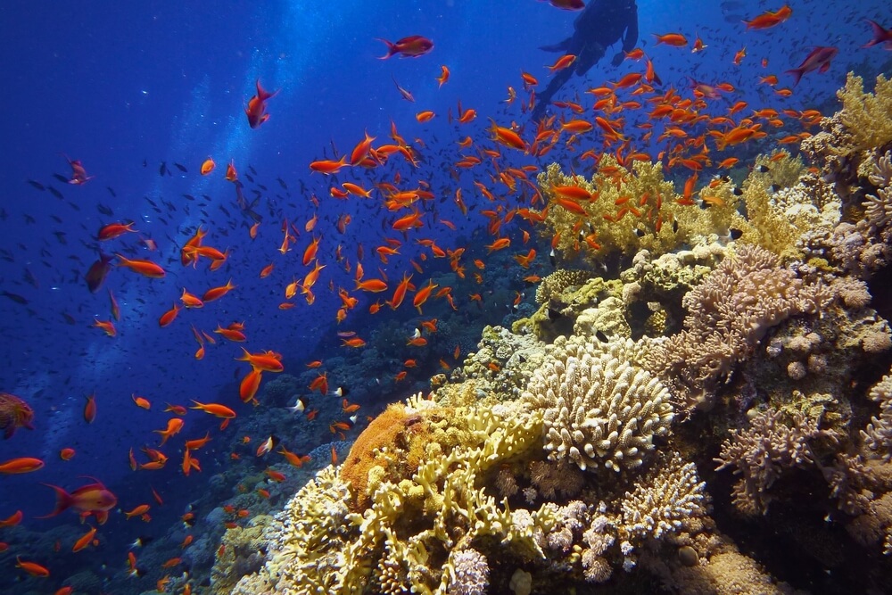 Fauna en la Gran Barrera de Coral