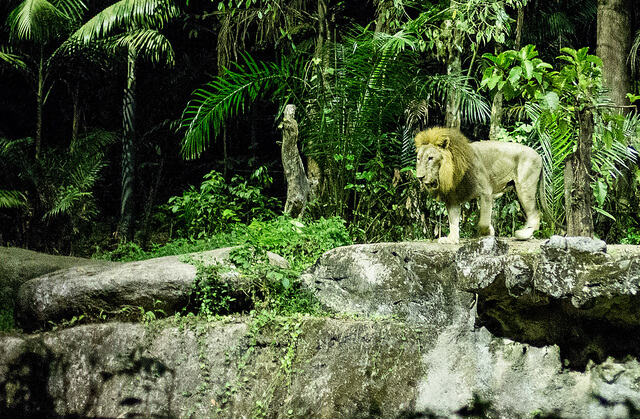 León en el Night Safari