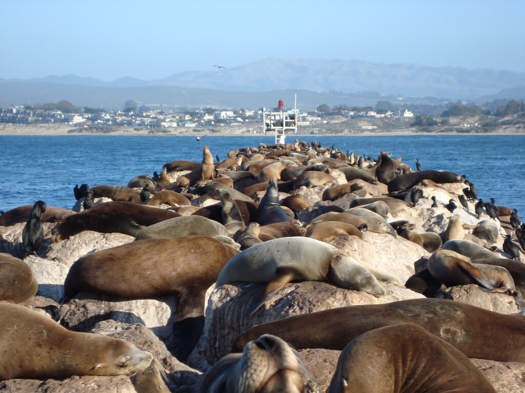 Leones marinos en Monterrey en Estados Unidos