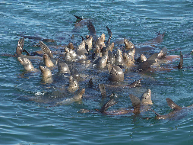 Leones marinos en Monterrey